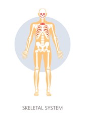 Skeletal system human anatomy isolated anatomical structure bones