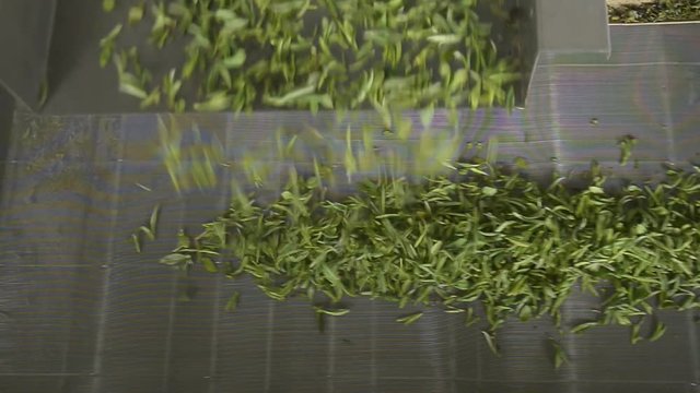 Tea making process