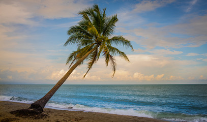 Palm tree on the beach with a beautiful clouds and blue skies