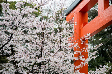  Cherry Blossoms - Sakura