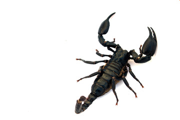 Black scorpion isolated on a white background for graphic design