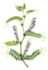 Vicia cracca. Watercolor illustration of tufted vetch. Isolated object on a white background. Flower with purple flowers and leaves