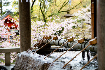  Cherry Blossoms - Sakura