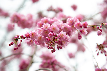  Cherry Blossoms - Sakura