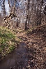 Spring walk in the forest during a sunny day.