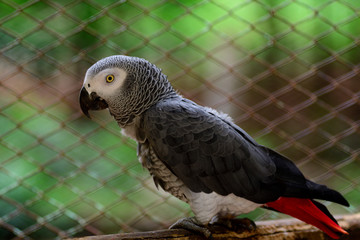 Owl perching on a twig.