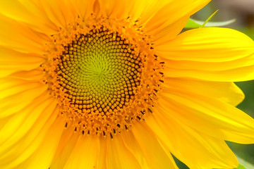 close up of a sunflower