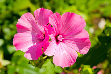 pink flower in the garden