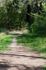 A path in the park that leads to the trees.