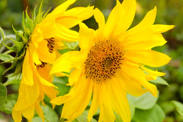 sunflower in the garden
