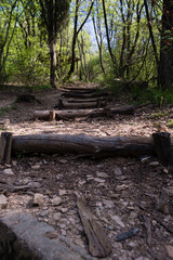 A small path in the park between the tall trees.