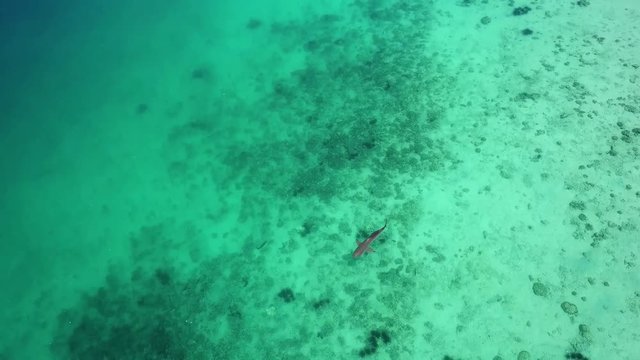Aerial Footage of Shark Swimming in the Shallows