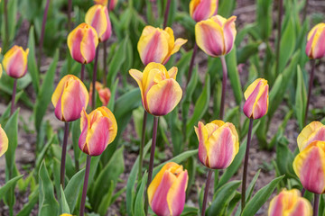 bright yellow purple tulips
