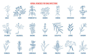 Best medicinal herbs to treat sinus infection