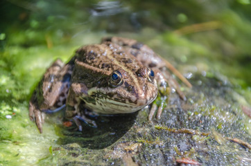 Frosch am Teich