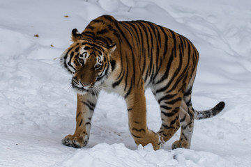 Amur tiger in the snow