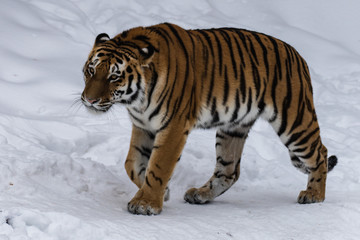 Fototapeta na wymiar Amur tiger in the snow
