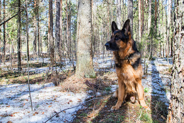 Dog German Shepherd in the forest in an early spring