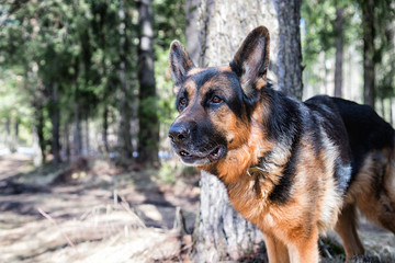 Dog German Shepherd in the forest in an early spring