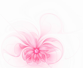 Beautiful delicate pink flower on a white background