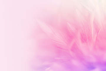 Obraz premium Pastel colored of chicken feathers in soft and blur style for the background
