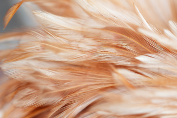Chicken feathers in soft and blur style for background and art design
