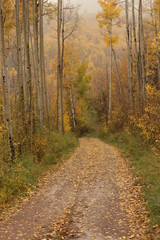 Autumn Road