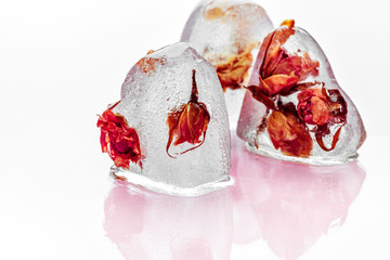 Frozen rose in ice cube