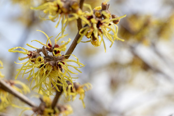 Wax plum blossoms at Sumida Park, Taito Ward, Tokyo, Japan