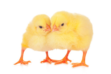 chicks in front of white background.