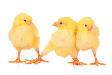 Group of chickens isolated on a white background