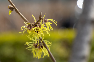 Wax plum blossoms at Sumida Park, Taito Ward, Tokyo, Japan