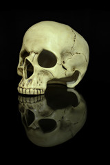 Human skull isolated on black background