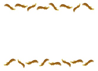 ドジョウのフレーム