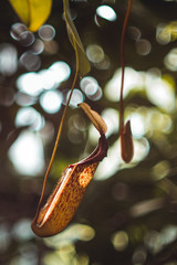 Dzbanecznik © Justyna