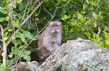 Lombok. Indonesia. Monkey on beach. On Lombok lives a lot of wild macaques who strive to steal something left by a tourist unattended, such as a bottle of drinking water. The sand near the shore is co