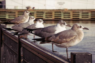 Five seagulls perched on a railing by the water. - Powered by Adobe