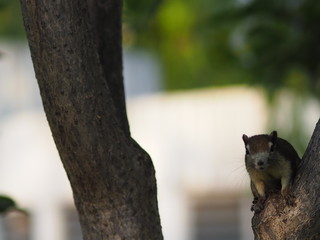 Squirrel climbs on the trunk tree rodent animal