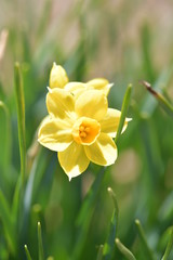 水仙の花