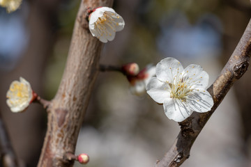 Plum blossoms at Sumida Park, Taito Ward, Tokyo, Japan