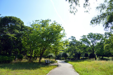 遊歩道の側に、葉が茂った高木、夏草、ベンチがある初夏の公園風景