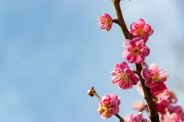 Fototapeta na wymiar Plum blossoms at Sumida Park, Taito Ward, Tokyo, Japan