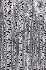 slender birches in the winter park