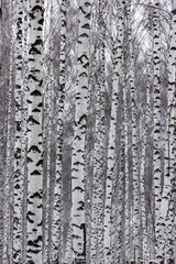 Obraz premium slender birches in the winter park