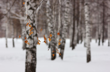 dried leaves on the birch tree in winter forest