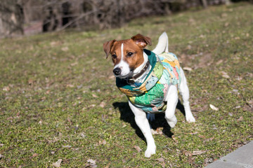 young dog breed Jack Russell on a walk on a sunny afternoon frolics with a girlfriend on a sandy beach and grass near the water