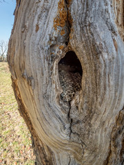 Abandoned hornet nest with honeycombs in a tree hollow