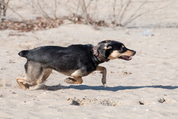 A young dog Jagdterrier Smooth-haired breed walks on a sunny afternoon with a girlfriend on a sandy beach and grass near the water.