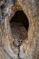 Abandoned hornet nest with honeycombs in a tree hollow