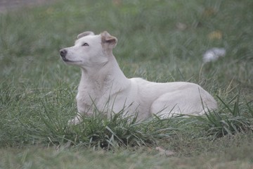 White, large dog breed companion dog lies on the grass, closeup portrait on the background of grass